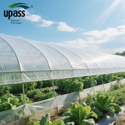 Transparent Polythene Anti-UV Greenhouse Plastic Film Roll Agriculture Greenhouse Film with  PE Custom Cutting Service